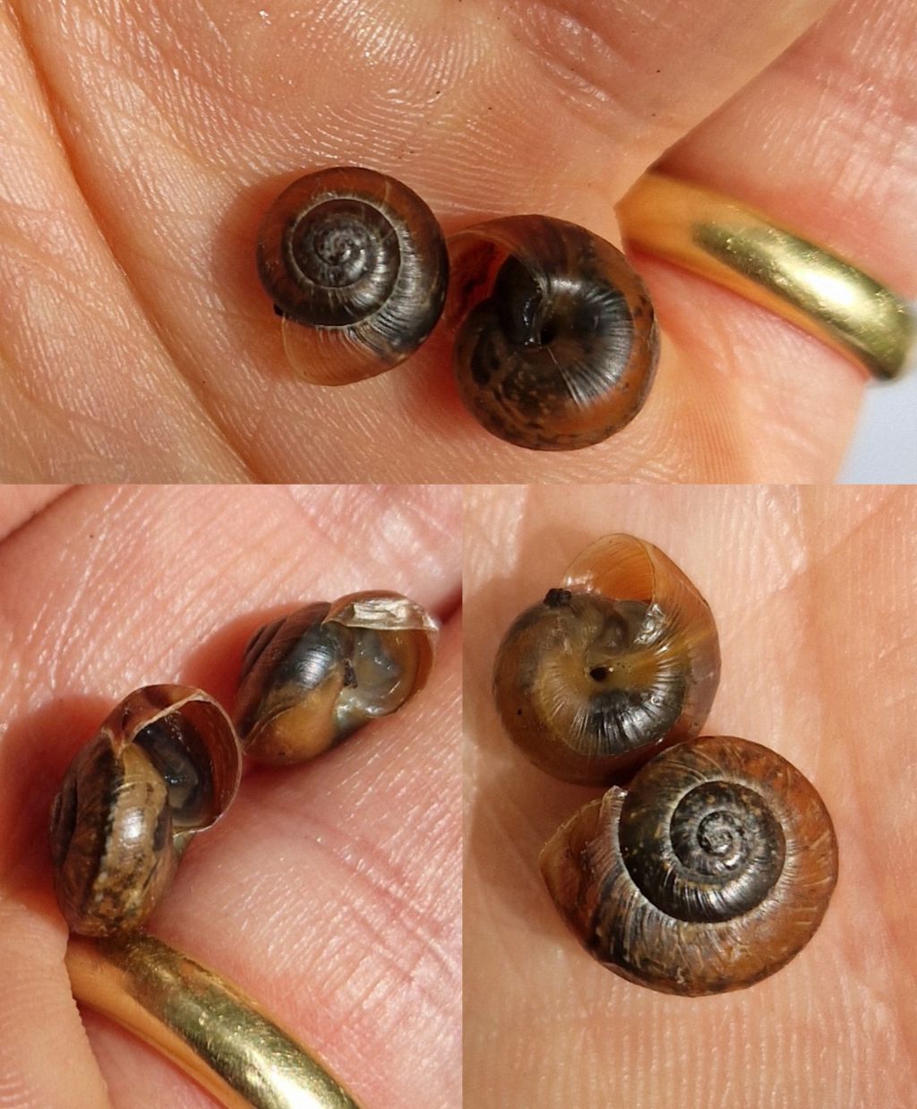 Arianta arbustorum?